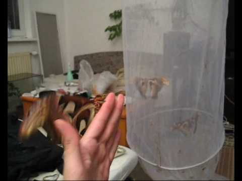Attacus atlas female 2+