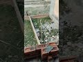 Brick wall laying #shorts #youtubeshorts #ytshorts #youtube #trending #viral #explore