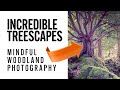 Incredible treescapes  mindful woodland photography