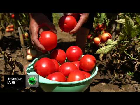 Video: Kostot totale të prodhimit në afat të shkurtër