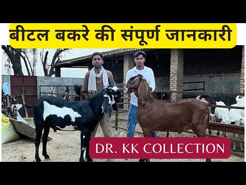 बीटल बकरे पालन की संपूर्ण जानकारी #goatfarming #goats #beetalgoatfarm 