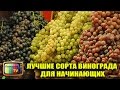 ЛУЧШИЕ СОРТА ВИНОГРАДА ДЛЯ НАЧИНАЮЩИХ