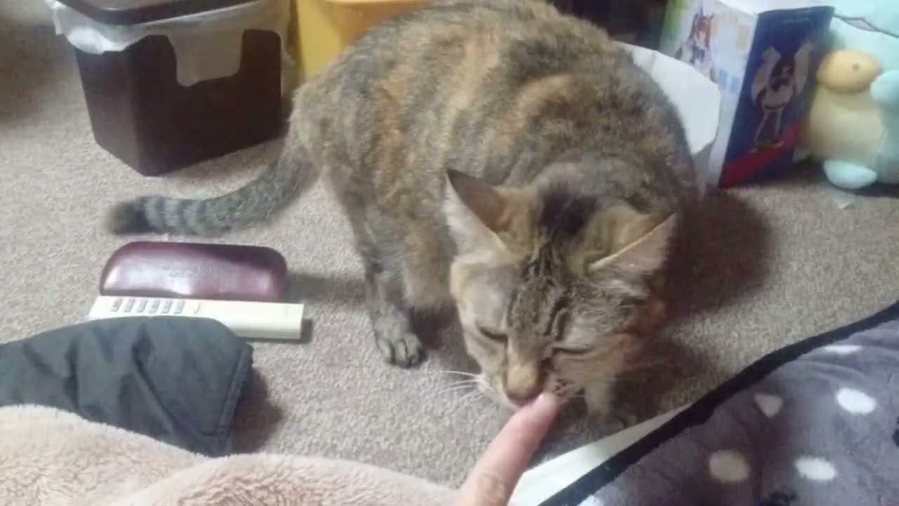 拾いねこ＠生後4956/881日目　上目遣い月にょん