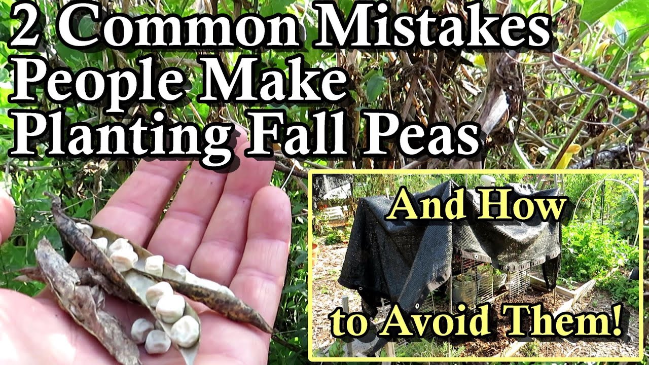 2+ Tips to Planting Peas in the Summer for a Fabulous Fall Harvest