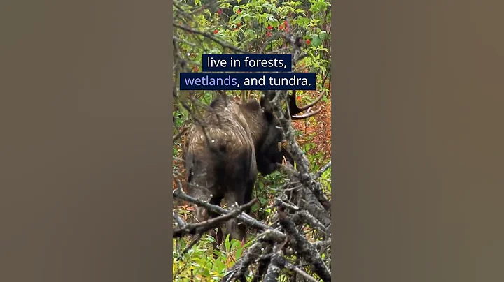 3 Facts you may not know about Moose