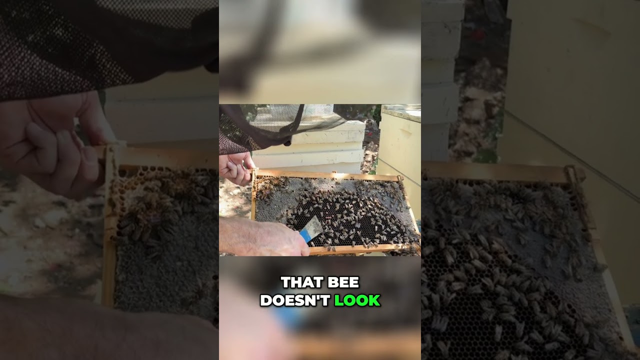 Sick Bees: Signs and Symptoms You Need to Know! 