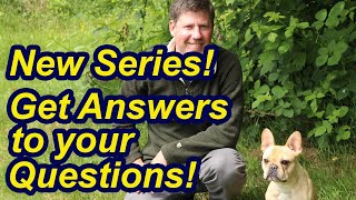 New Series! Ask Me Your Questions by My Dog Training Spot 187 views 1 year ago 40 seconds