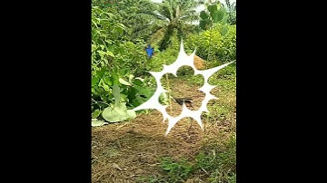 MANTAP "DOUBLE STRIKE" JERAT RUAK-RUAK || BIRD TRAP
