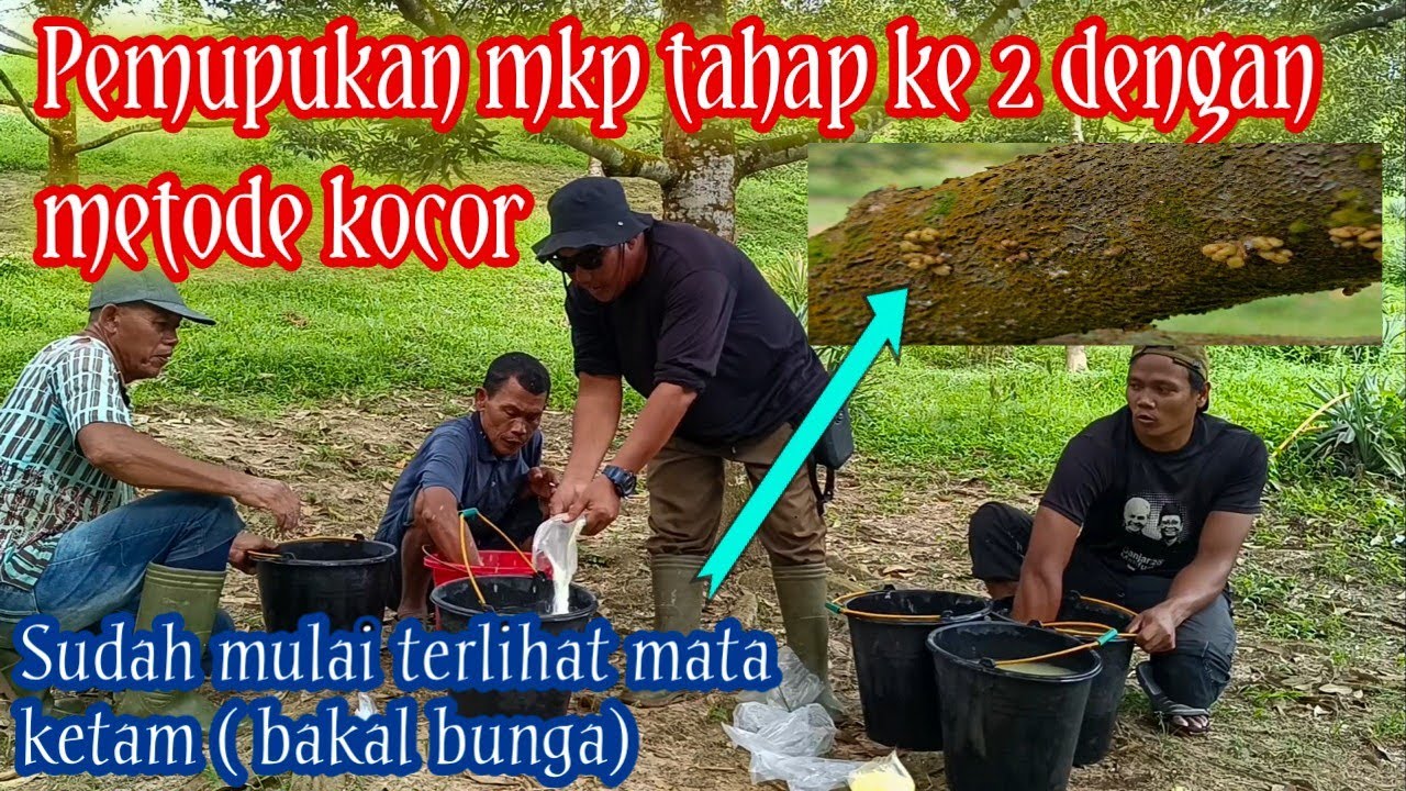 Pemupukan mkp tahap ke 2 dengan metode kocor ( Jk farm)