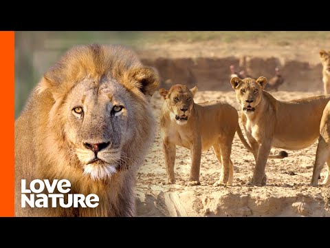 Nsefu Pride Lion King’s Two Secret Families Clash | Love Nature