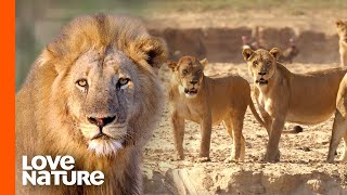 Nsefu Pride Lion King’s Two Secret Families Clash | Love Nature