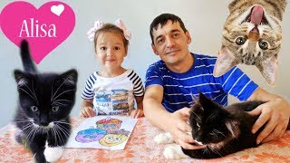 ПЕРЕДАЕМ ПРИВЕТЫ Алиса играет с котятами МЕЙН-КУН Смешные котята Детский канал Little baby Алиса ПЕРЕДАЕМ ПРИВЕТЫ Алиса играет с котятами МЕЙН-КУН Смешные котята Детский канал Little baby Алиса