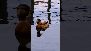 SCHIZATRANCE—HYPNOTIC DUCK III#Shorts#experimental#atmospheric#deep#techno#hypnotic#dab