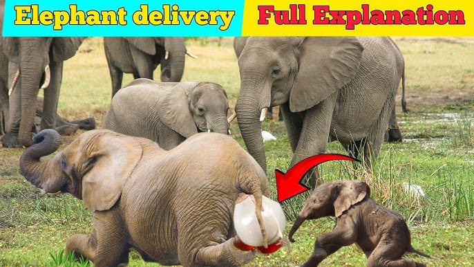 Hathi ki delivery || Baby Elephant delivery video #elephant - YouTube