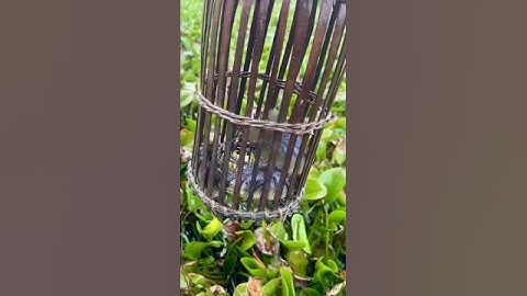 THĂM RỌ CÁ RÔ MƯƠNG BÈO 6 #shortvideo #carodong #batca