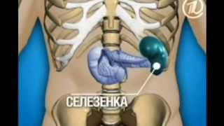 видео Где у человека находится аппендицит: с какой стороны? Фото