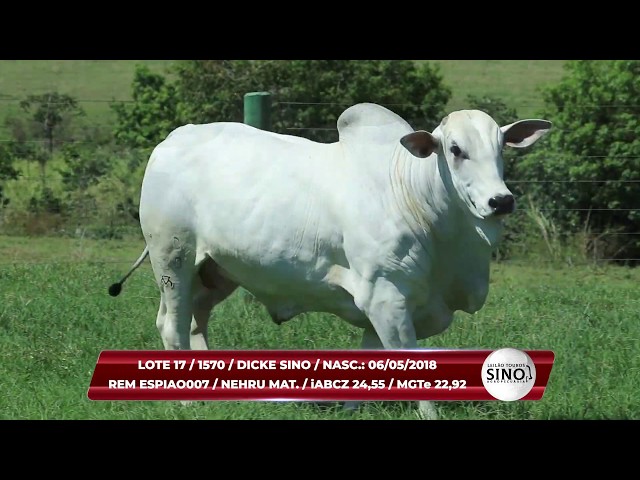 Lote 17  - SINO 1570 - Leilão Touros Sino Agropecuária