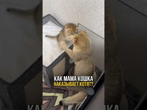 Как кошки наказывают котят - неожиданные методы воспитания!❤️🐈