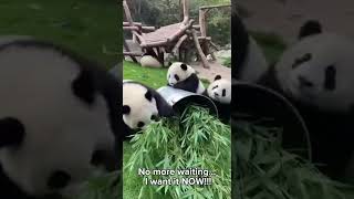 Panda Knocks Over the Grass Bucket 😂🐼