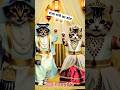 Cute cat couple dance 🌹😸 #cat #catdance #cats #cutecatshorts #vaadivaadi
