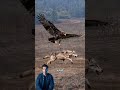 الكاميرا ترصد لحظة لا تتكرر نسر يهزم ذئب ا 