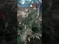 phulo ka bagicha 🌷🌹🌸#flowers 🌸#colorfull flowers 🌹#youtubeshorts