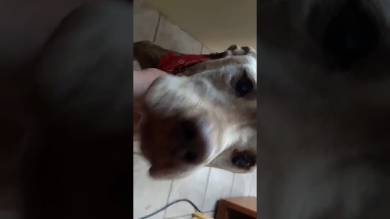 Zombie dog! Snout full of cactus needles. YouTube