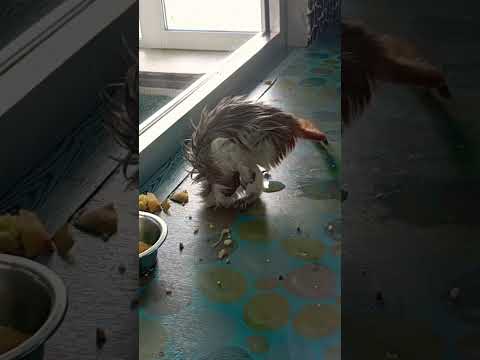 Эдипов тамарин сходил по маленькому)