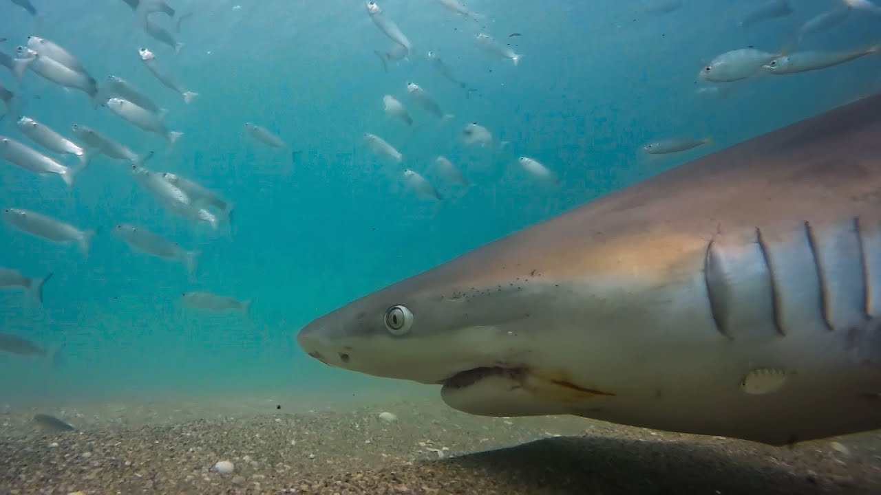 ⁣Sharks and Pelicans Feast on Millions of Fish | Seven Worlds, One Planet | BBC Earth