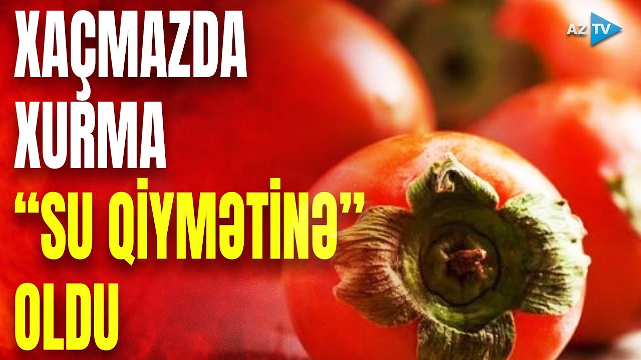 Xaçmazda “su qiymətinə” xurma: fermerlər çıxış yolunu belə tapdılar – ƏTRAFLI SÜJETDƏ
