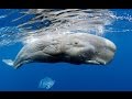 Sperm Whales, Кашалоты