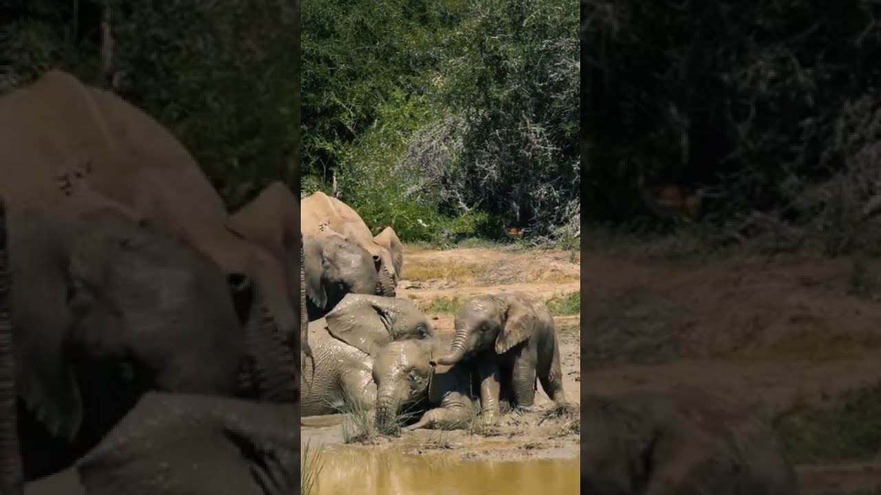 Elephant herd mud bathing
