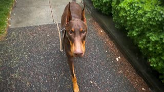 Beau Visits the Flower Mart! - Washington, DC, USA