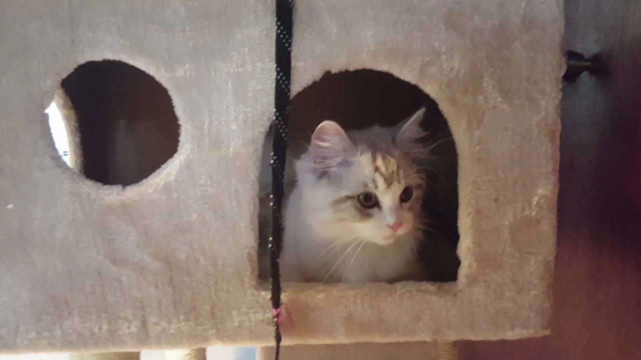 Ragamuffin kitten playing