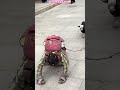 🙏Дорога к ХРАМУ 通往聖殿的道路 Con Đường Đến Đền Thờเส้นทางสู่วัดThe Road to the TEMPLE मन्दिर जाने बाटो🙏