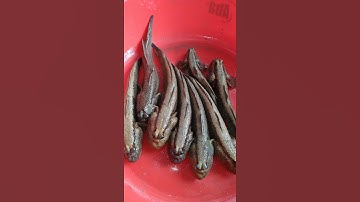 Đi cấm câu cá thòi lòi một ngày bội thu#shorts