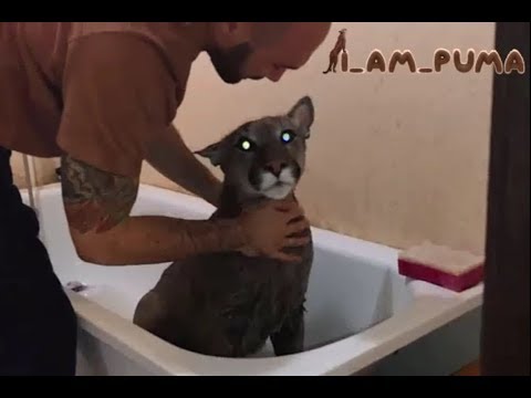 Как помыть пуму. часть 2 ПОЛОСКАНИЕ How to wash puma. part 2-RINSE