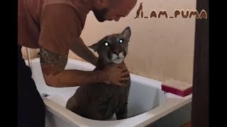 Как помыть пуму. часть 2 ПОЛОСКАНИЕ How to wash puma. part 2-RINSE