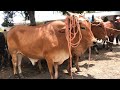 Vacas y bueyes del Tiangue de Sn Rafael Cedros en el 4 sábado. 3/3
