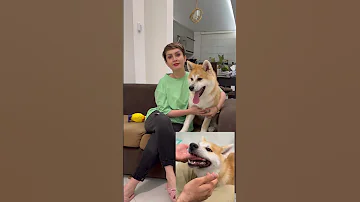 گاز گرفتن سگ تو ۳ ثانیه رفع شد سگ سگها آموزش سگ 