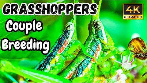 Grasshoppers Breeding 🦗 | Macro Nature Video in 4K
