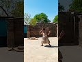 Kara sajna call dekhe ke man karata comedy dance