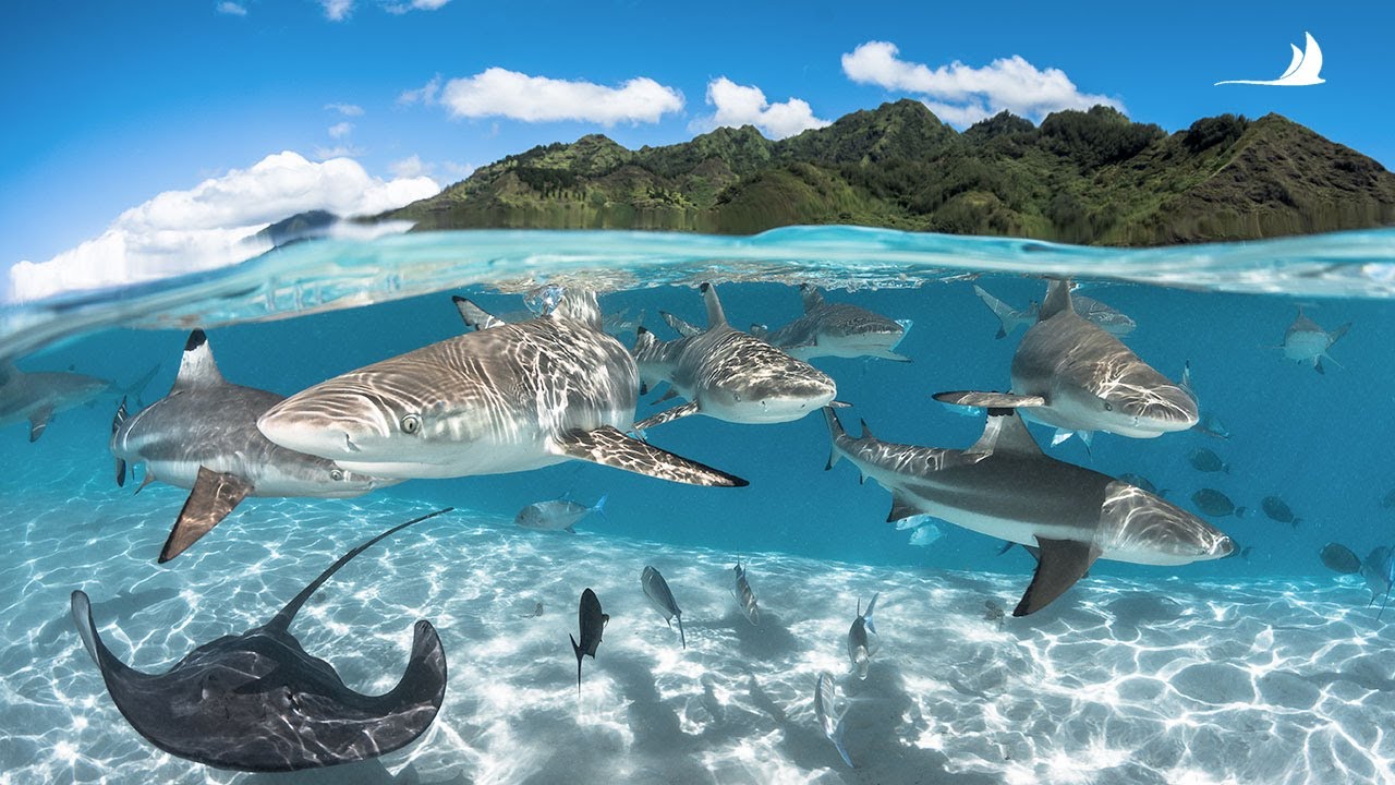 Voyage plongée en Polynésie