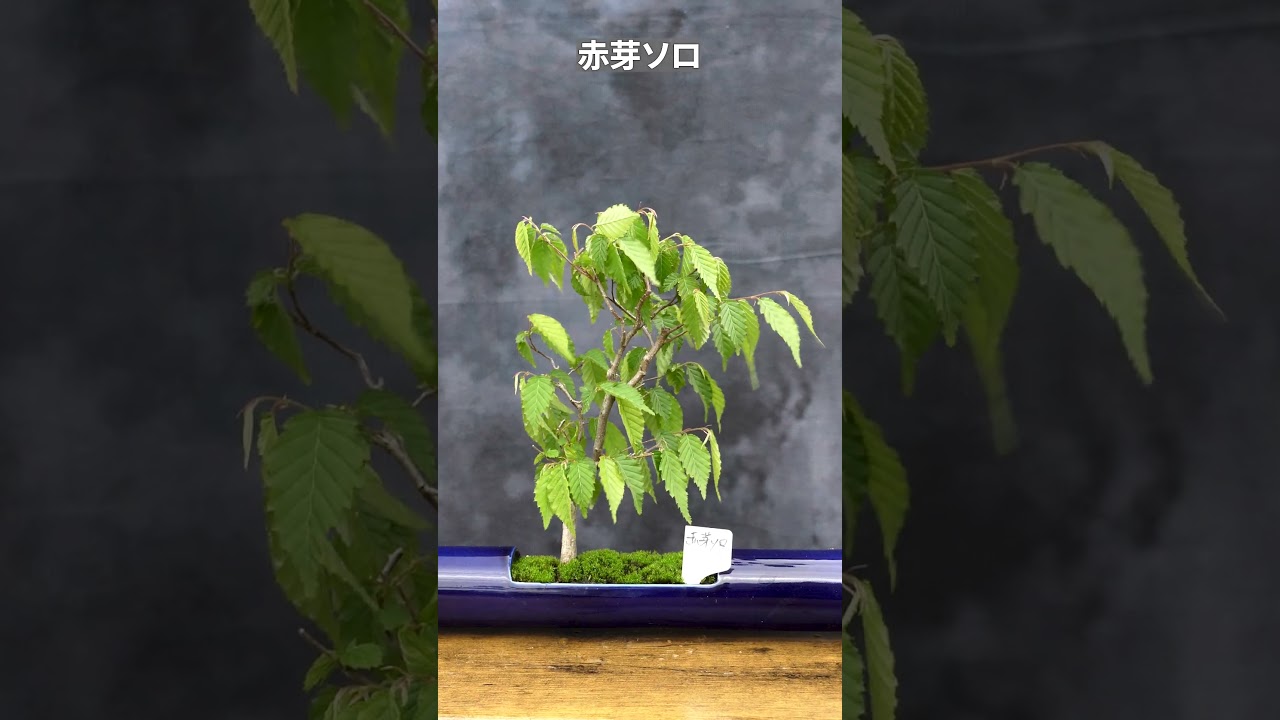 盆栽】赤芽ソロ #Shorts - YouTube
