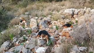 2022 hare practice redblue tick lemon white beagle crete Island , μπιγκλ εκπαιδευτικο κρητη 2022