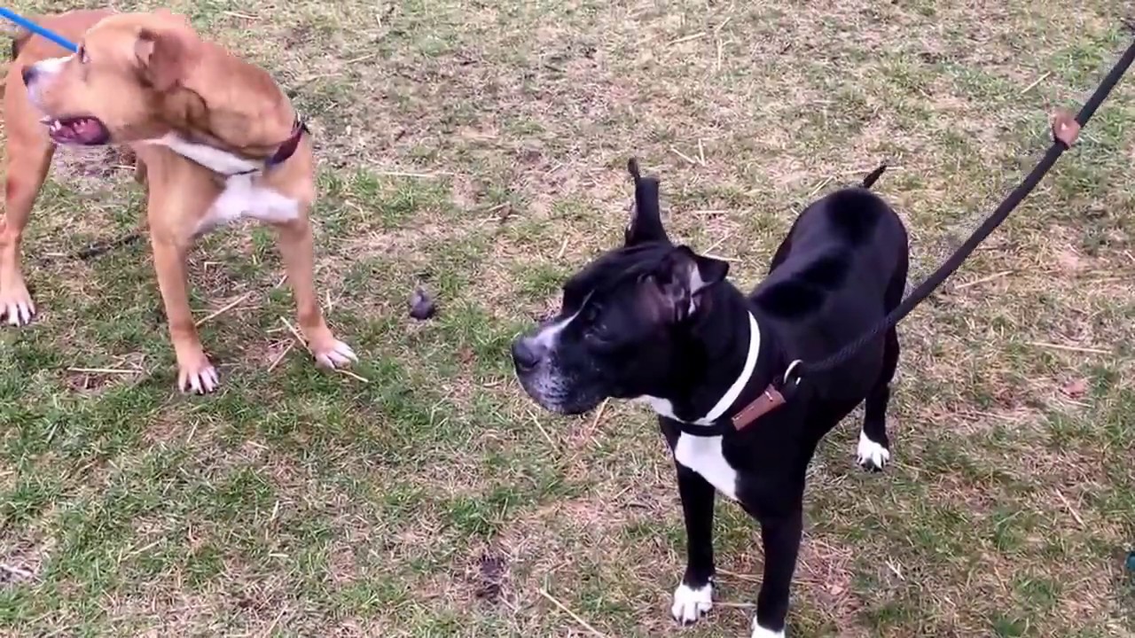 Sashia & Roy Benz leash test