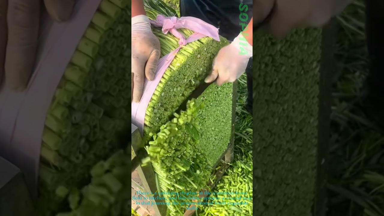Harvest to Table: Precision Cutting of Vegetable Stalks