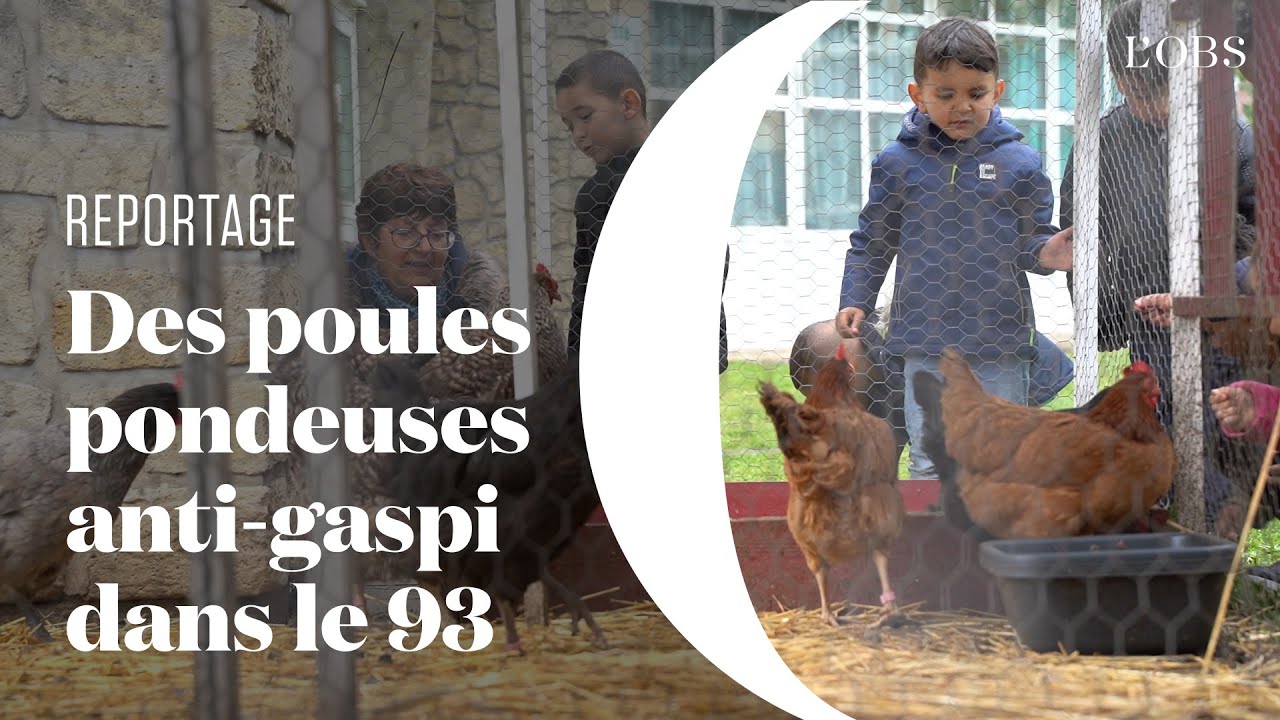 Dans cette école de Seine-Saint-Denis, des poules aident à réduire