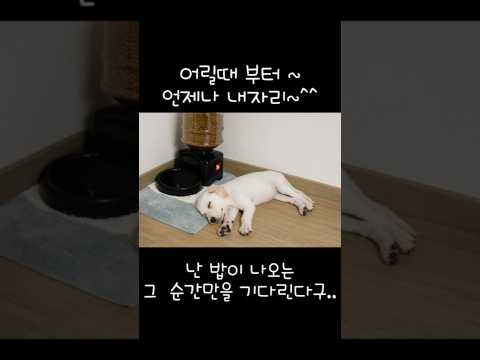 두부가 급식기 앞에서 자는 이유는..? 😂#강아지일상 #두부망고 #반려견  #강아지용품추천 #자동급식기  #리트리버 #유튜브쇼츠