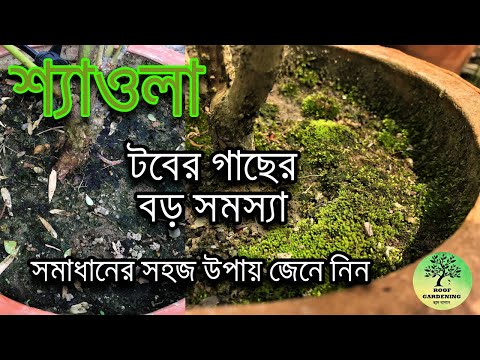 ভিডিও: শ্যাওলা গাছ। প্রকৃতিতে শ্যাওলার মূল্য